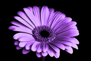 Violet Daisy Flower 4K6572612139 300x200 - Violet Daisy Flower 4K - Violet, flower, Daisy
